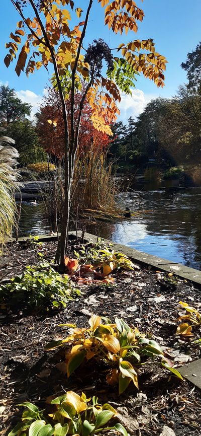 Herbstlicher Teich im Park