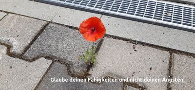 Mohnblume zwischen Pflastersteinen — Glaube deinen Fähigkeiten