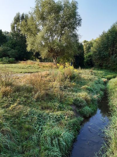 Bachlauf in Naturlandschaft