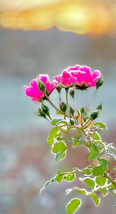 Rosenstrauch im Gegenlicht — Honorar