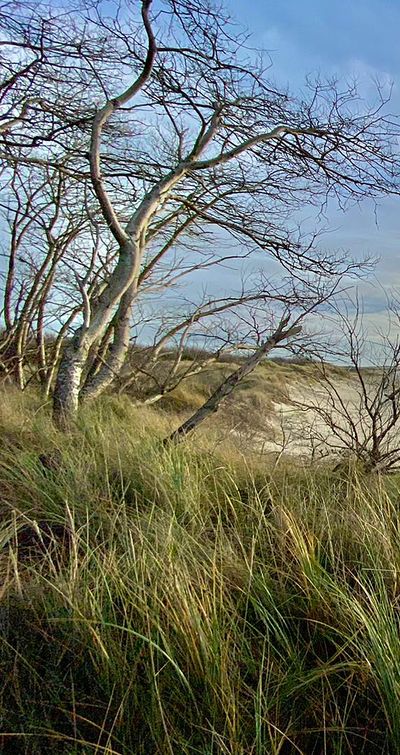 Baum in Duenenlandschaft — Psychotherapie